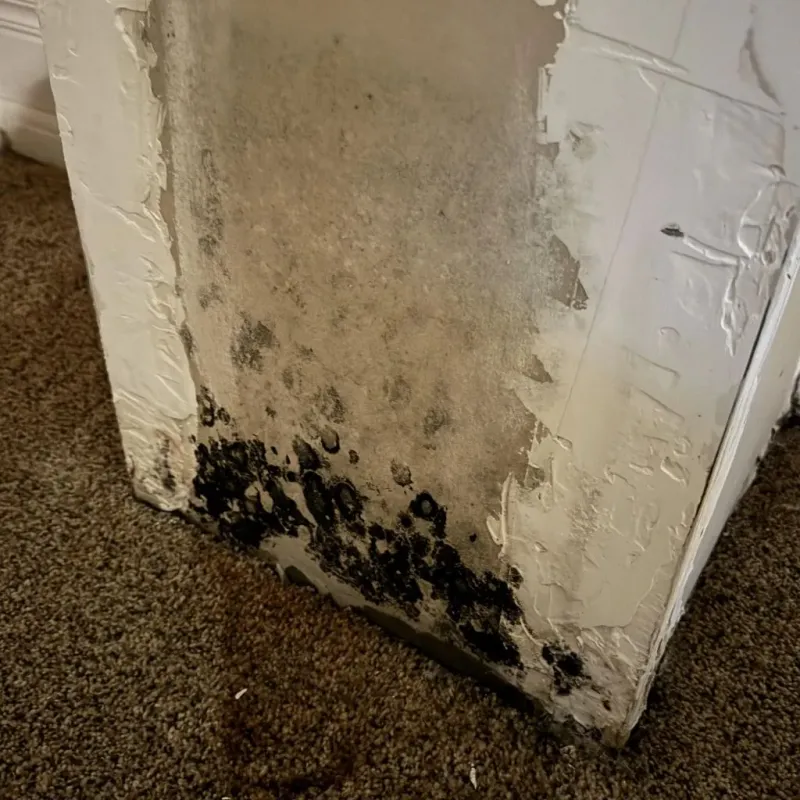 Professional Mold Removal in North Brooksville, FL